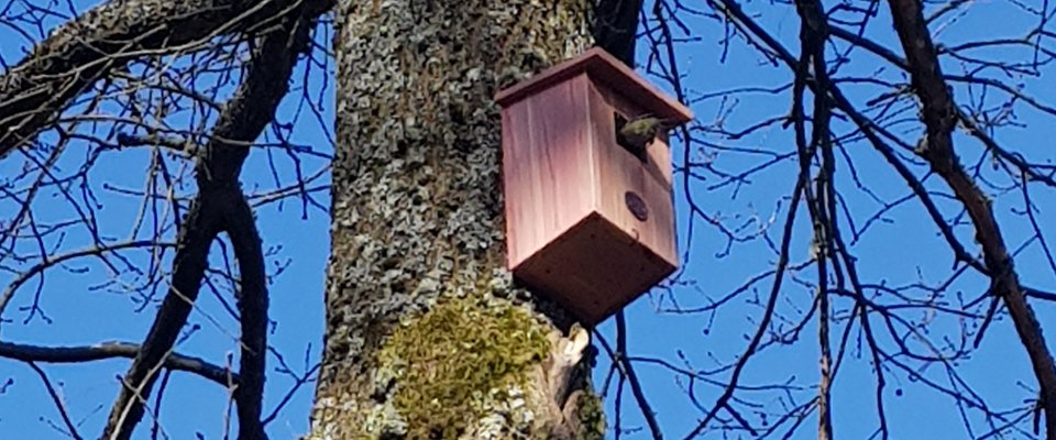 Prévention contre l’invasion de chenilles processionnaires