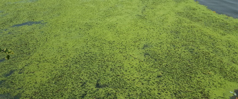 Cyanobactéries sur le plan d'eau