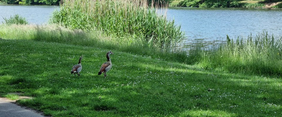 Plan d'eau :  Baignade interdite 🚫