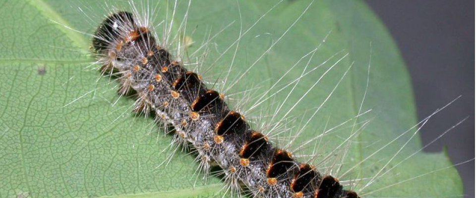 Chenille processionnaire du chêne