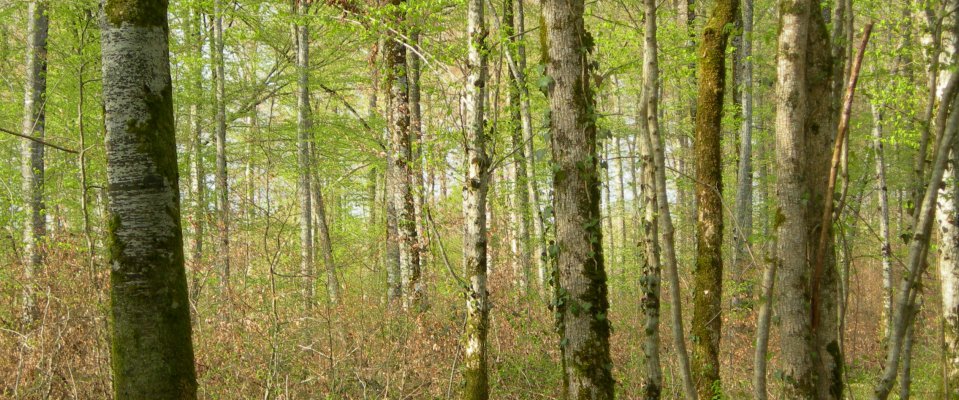 Communes forestières du Grand Est [COVID-19]