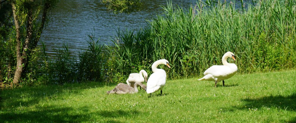 Balade découverte : Faune et Flore du Plan d'eau